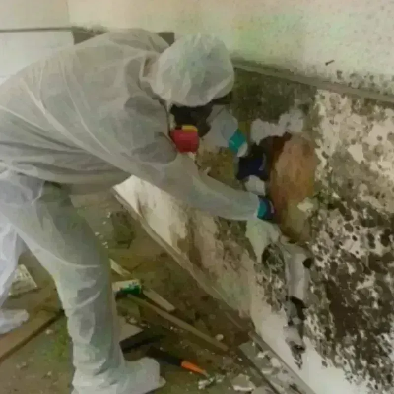 Mold Remediation and Removal in Victor, NY